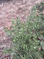 Ruscus aculeatus