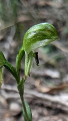 Pterostylis macilenta
