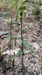 Pterostylis macilenta
