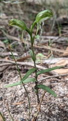 Pterostylis macilenta
