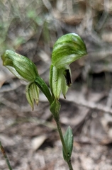 Pterostylis macilenta