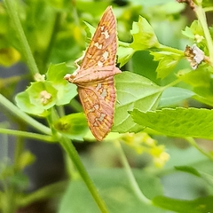 Ischnurges