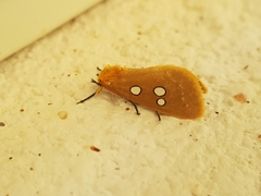 Rhanidophora cinctigutta