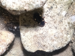 Platambus pictipennis