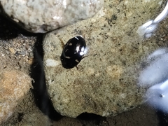 Platambus pictipennis