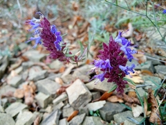 Hyssopus officinalis