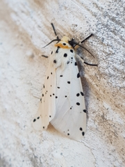 Alpenus investigatorum