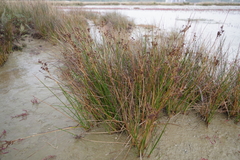 Juncus maritimus