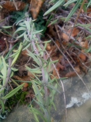 Hyssopus officinalis