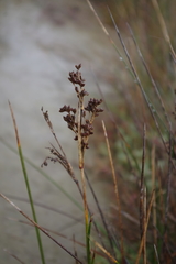 Juncus maritimus