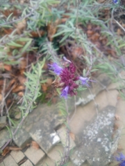 Hyssopus officinalis