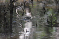 Acanthopagrus australis