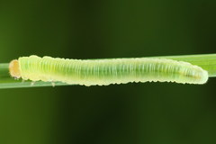 Strongylogaster macula