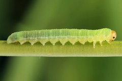 Strongylogaster macula