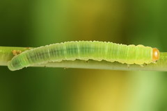 Strongylogaster macula