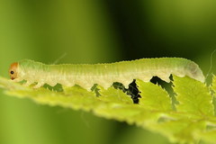 Strongylogaster macula