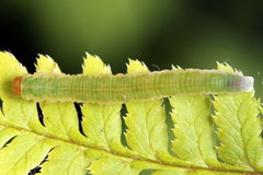 Strongylogaster macula