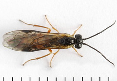 Strongylogaster macula