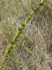 Lopholaena segmentata