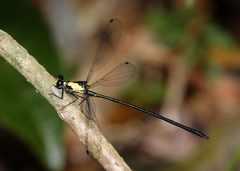 Austroargiolestes aureus