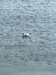 Chroicocephalus ridibundus