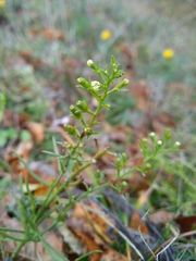 Thesium ramosum
