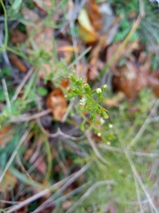 Thesium ramosum
