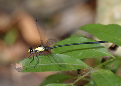 Austroargiolestes aureus
