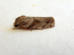 Agriophara confertella