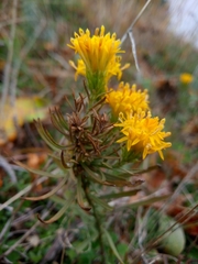 Galatella linosyris