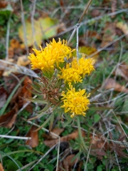 Galatella linosyris