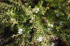 Agathosma planifolia