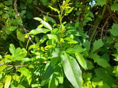 Searsia chirindensis