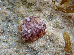 Pachygrapsus laevimanus
