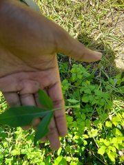 Searsia chirindensis