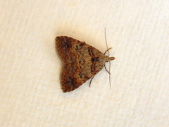 Alapadna pauropis
