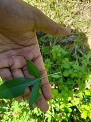 Searsia chirindensis