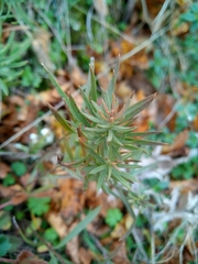 Galatella linosyris
