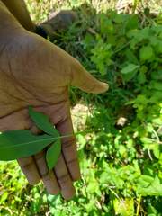 Searsia chirindensis