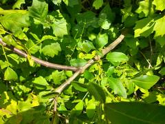 Searsia chirindensis