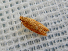 Ardozyga ceramica