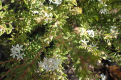 Agathosma planifolia