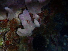 Anemonia mutabilis