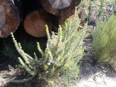 Aspalathus glabrescens