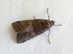 Corula geometroides