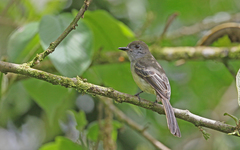 Myiarchus cephalotes