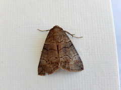 Dysbatus singularis