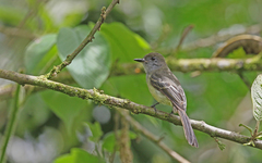Myiarchus cephalotes