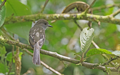 Myiarchus cephalotes