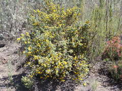 Aspalathus glabrescens